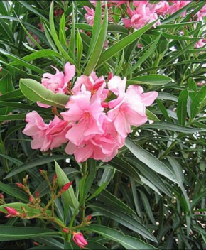 Red Flower